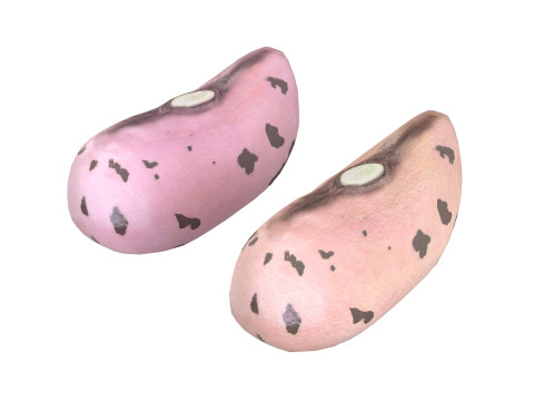 Kidney Bean Collection 3D 모델