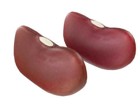 Kidney Bean Collection 3D 모델