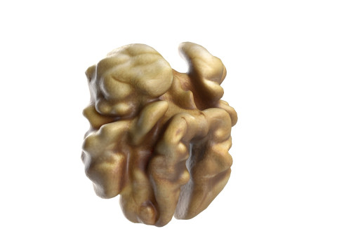 Walnut collection 3D 모델