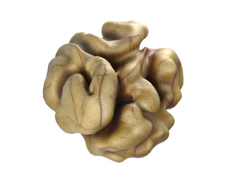 Walnut collection 3D Model