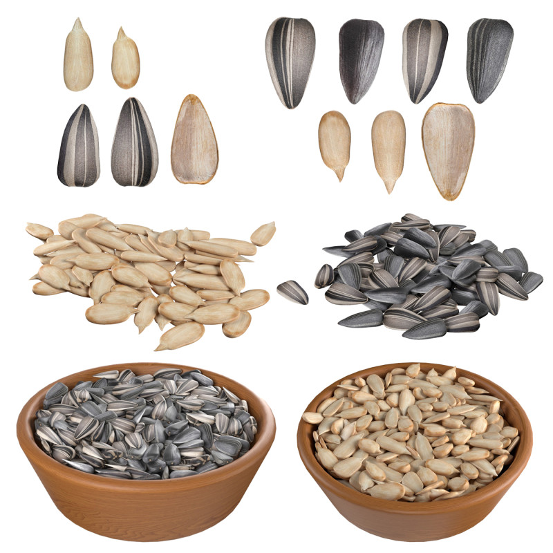 Sunflower seed collection 3D 模型 .c4d .max .obj .3ds .fbx .stl .blend