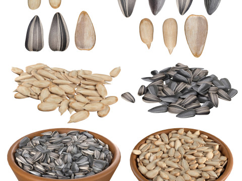 Sunflower seed collection Modelo 3D