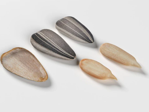 Sunflower seed collection 3D Model