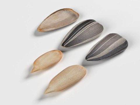 Sunflower seed collection 3D Model