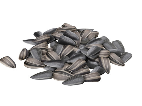 Sunflower seed collection 3D 模型