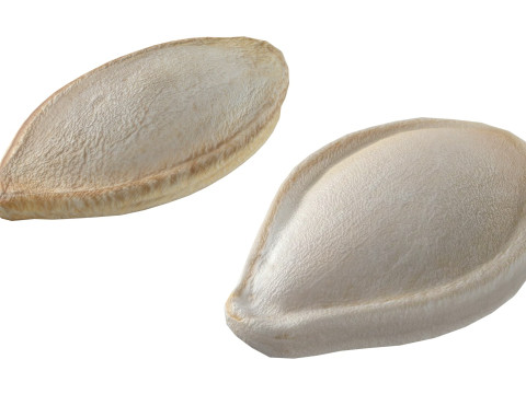 Pumpkin seed collection 3D Model