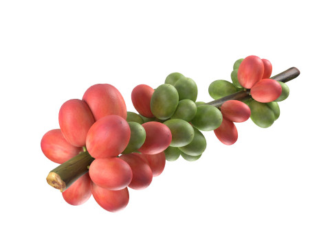 Coffee Bean set 3D Model