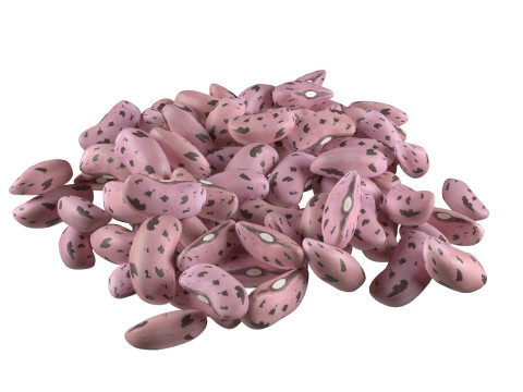 Roman and Borlotti Bean set 3D-Modell