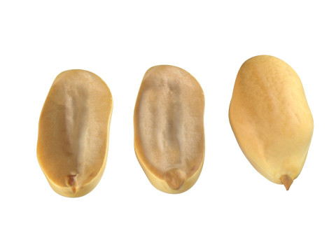 Peanut Mega Collection 3D Model