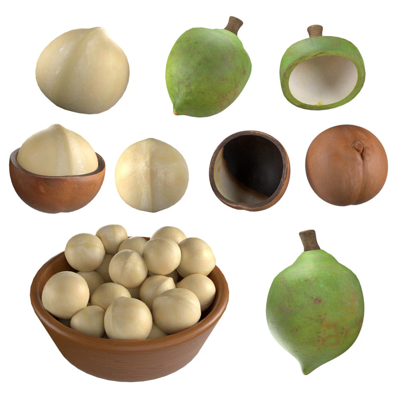 Macadamia Nut Collection 3D Model .c4d .max .obj .3ds .fbx .stl .blend 