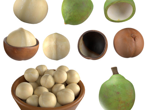 Macadamia Nut Collection 3D Model
