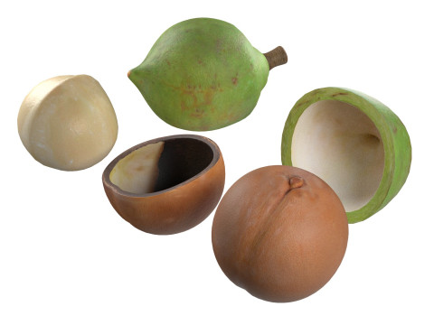 Macadamia Nut Collection Modelo 3D