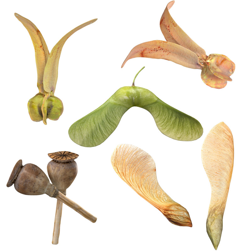 Poppy Maple and Flying Seed 3D मॉडल .c4d .max .obj .3ds .fbx .stl .blend