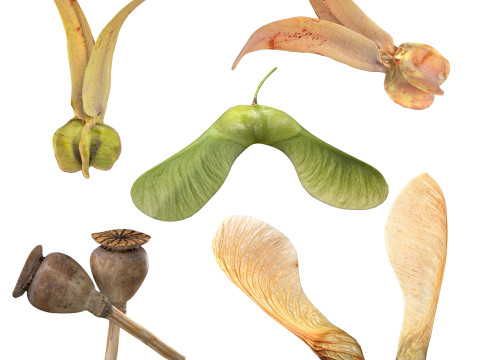 Poppy Maple and Flying Seed 3D Model