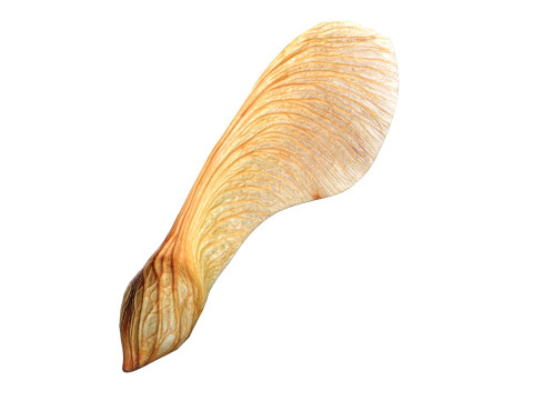 Poppy Maple and Flying Seed 3D मॉडल