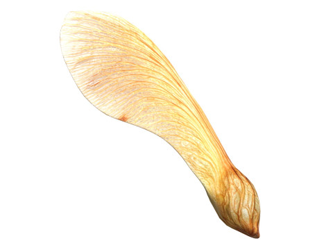 Poppy Maple and Flying Seed 3D मॉडल