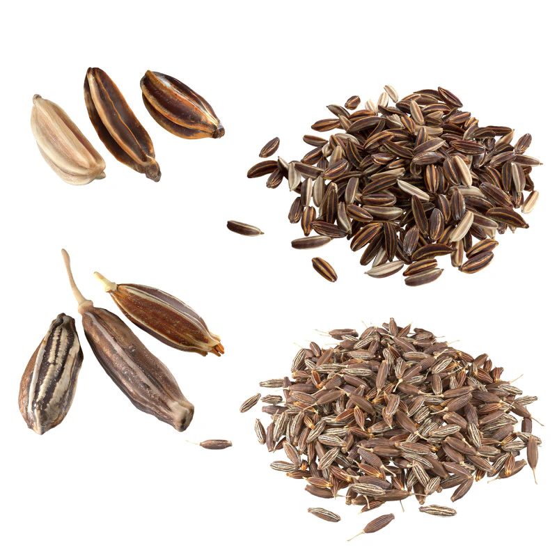Cumin and Caray set 3D Model .c4d .max .obj .3ds .fbx .stl .blend 