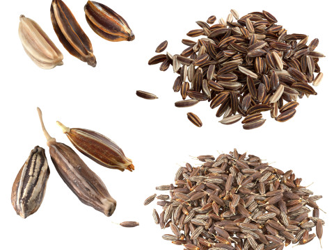 Cumin and Caray set 3D Model