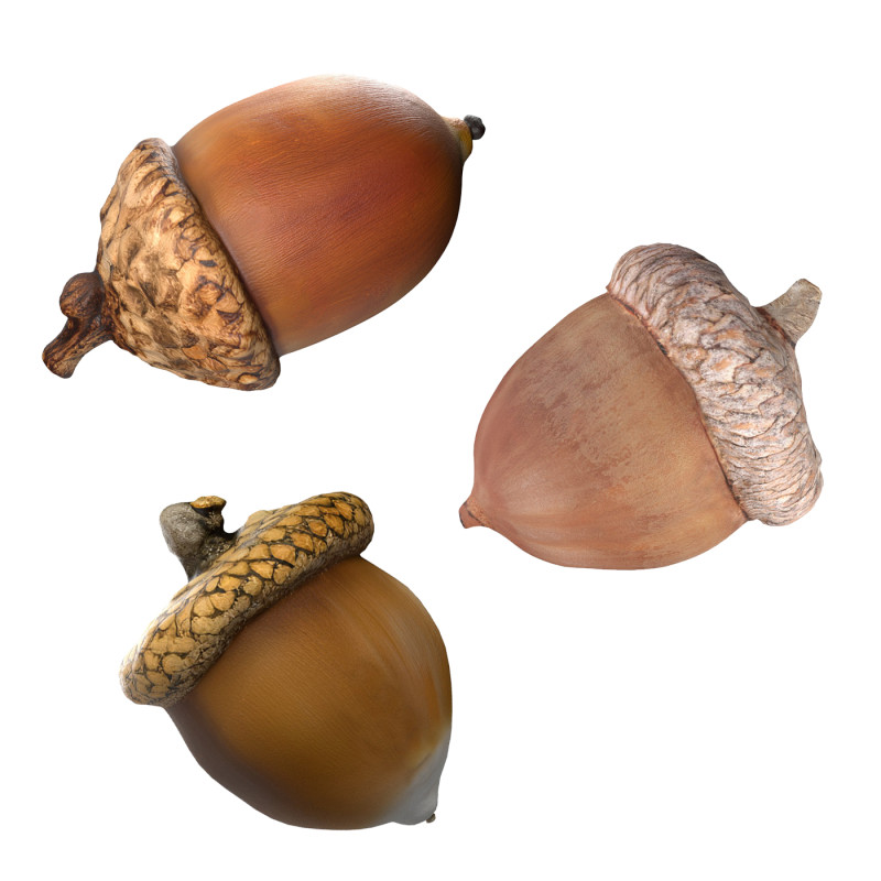 Acorn set 3D Model .c4d .max .obj .3ds .fbx .stl .blend