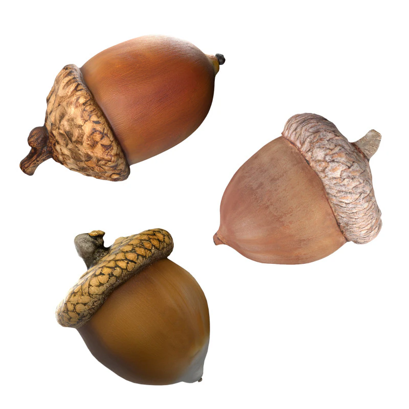 Acorn set 3D Model .c4d .max .obj .3ds .fbx .stl .blend 