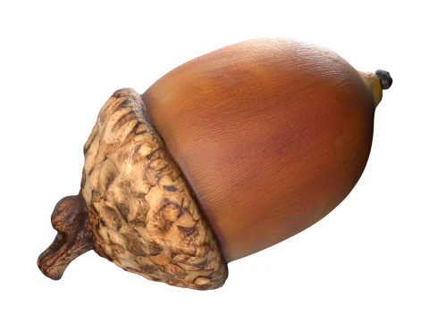 Acorn set 3D Model