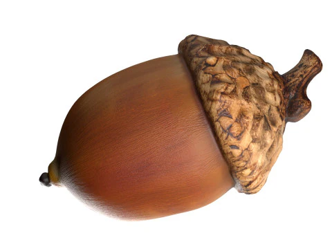 Acorn set 3D Model