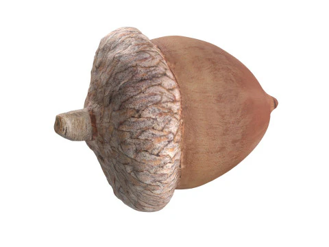 Acorn set 3D Model
