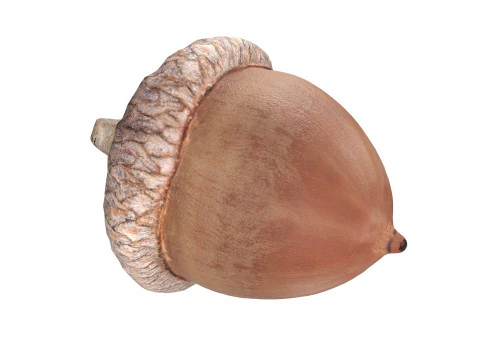 Acorn set 3D Model