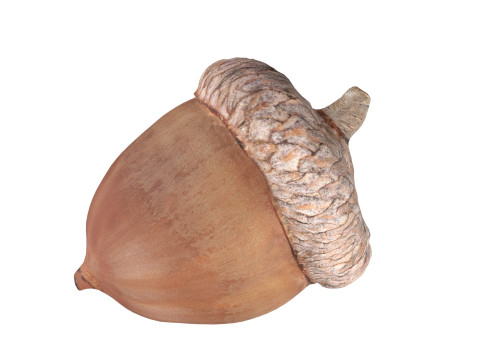 Acorn set 3D Model