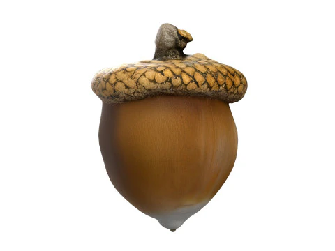 Acorn set 3D Model