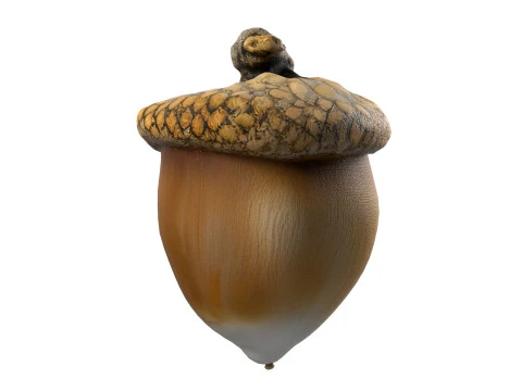 Acorn set 3D Model