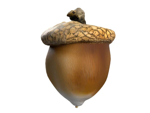Acorn set 3D Model