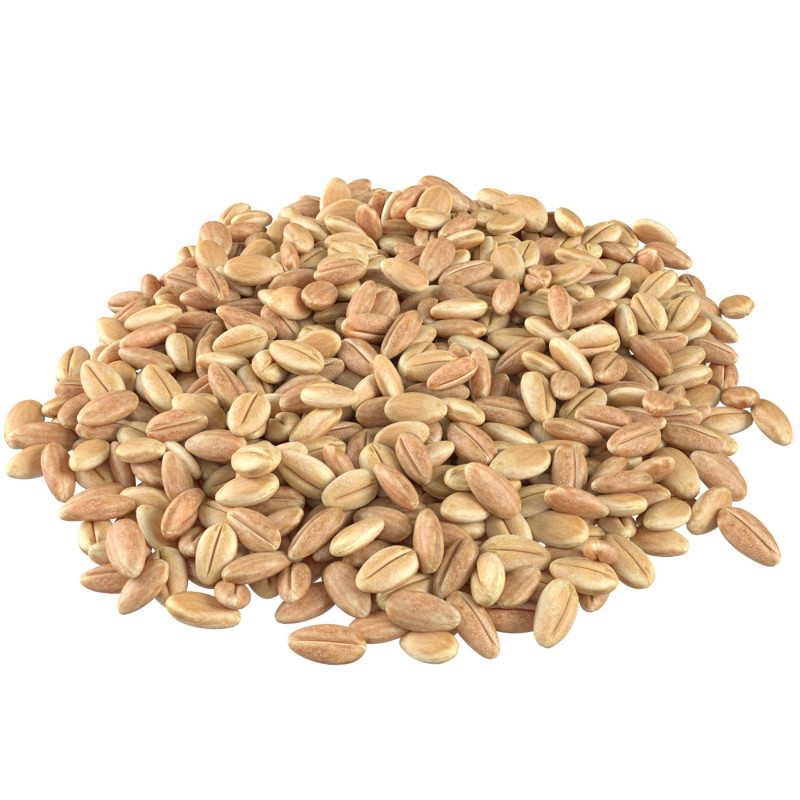 Wheat grain pile 3D Model .c4d .max .obj .3ds .fbx .stl .blend