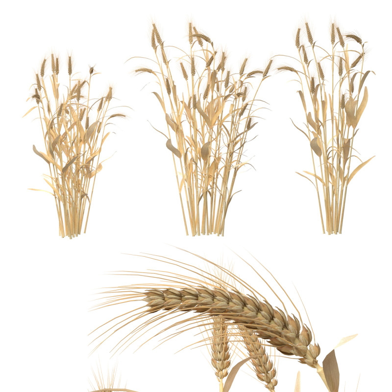 Wheat dried bushes 3Dモデル .c4d .max .obj .3ds .fbx .stl .blend