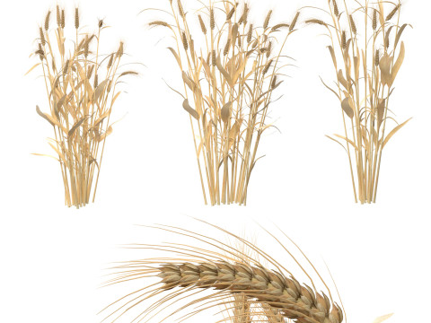Wheat dried bushes 3D Модель