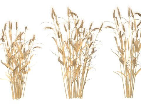 Сушені кущі пшениці 3D Модель