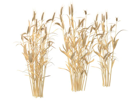 Сушені кущі пшениці 3D Модель