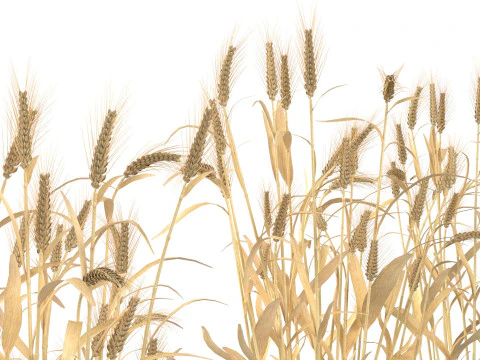 Сушені кущі пшениці 3D Модель