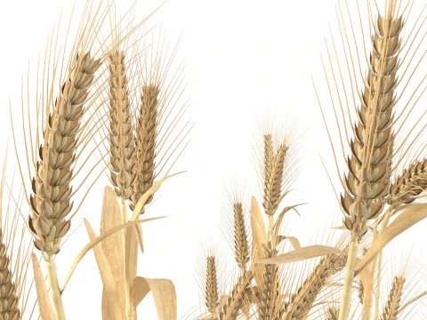 Сушені кущі пшениці 3D Модель