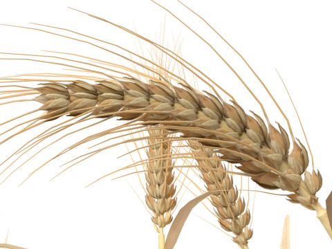 Wheat dried bushes 3Dモデル