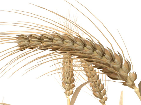 Сушені кущі пшениці 3D Модель