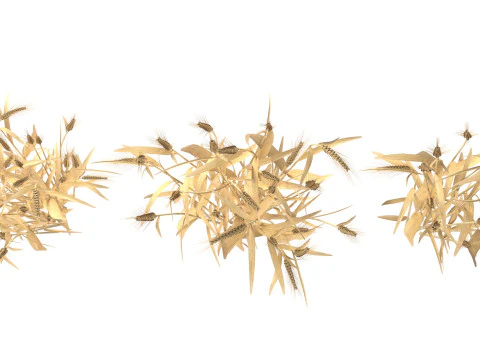 Сушені кущі пшениці 3D Модель