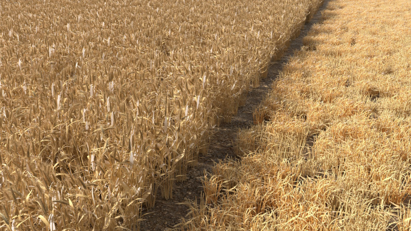 Wheat dried field 3D Model .c4d .max .obj .3ds .fbx .stl .blend