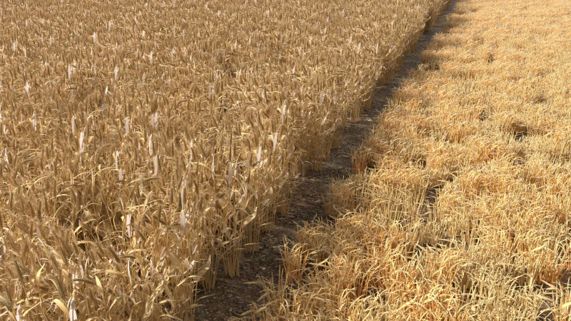 Wheat dried field 3D Model .c4d .max .obj .3ds .fbx .stl .blend 