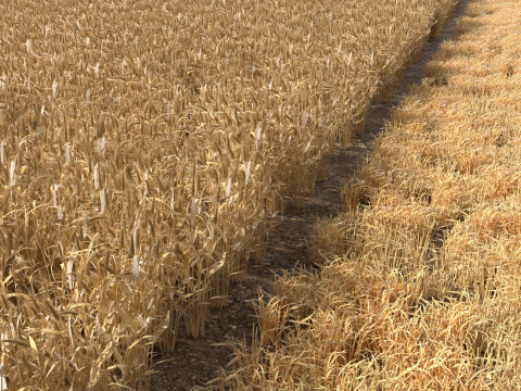 Wheat dried field 3D Модель