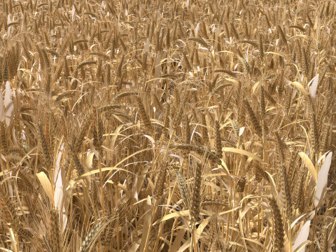 Wheat dried field 3D Model