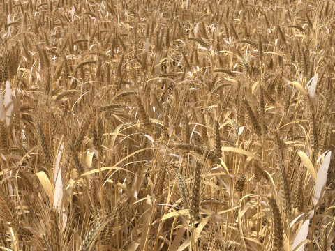 Wheat dried field 3D Model