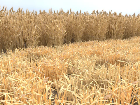 Wheat dried field 3D Model