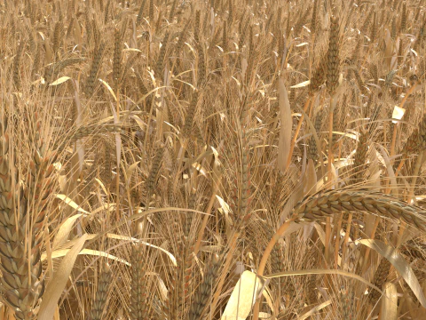 Wheat dried field 3D Model