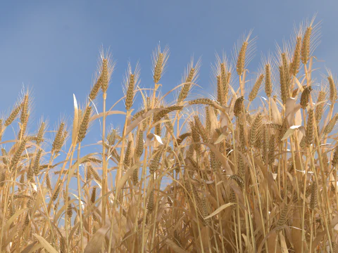 Wheat dried field 3D Model